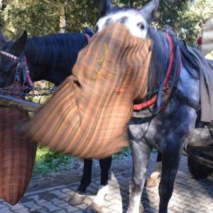 Krmení koníků, které vozí turisty na Morskie oko