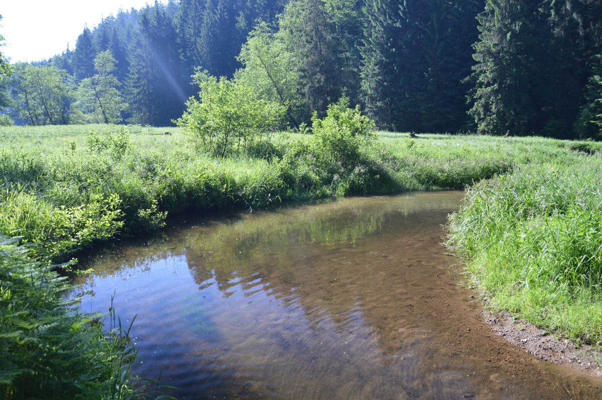 parádní řeka Křinice (zde tvoří dlouhý hraniční úsek Sasko-ČR)