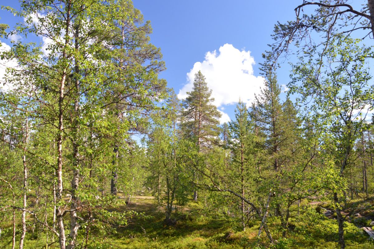Finsko, Národní park Pallas, březovou-borovicový les