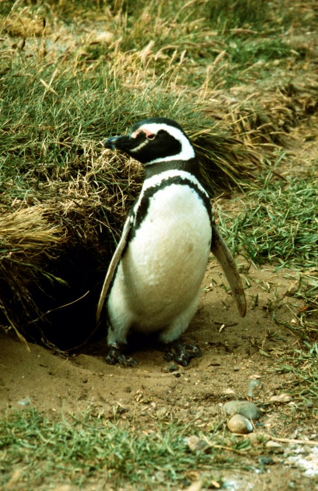 tučňáci (tučňák magalhãenský) na Seno Otway