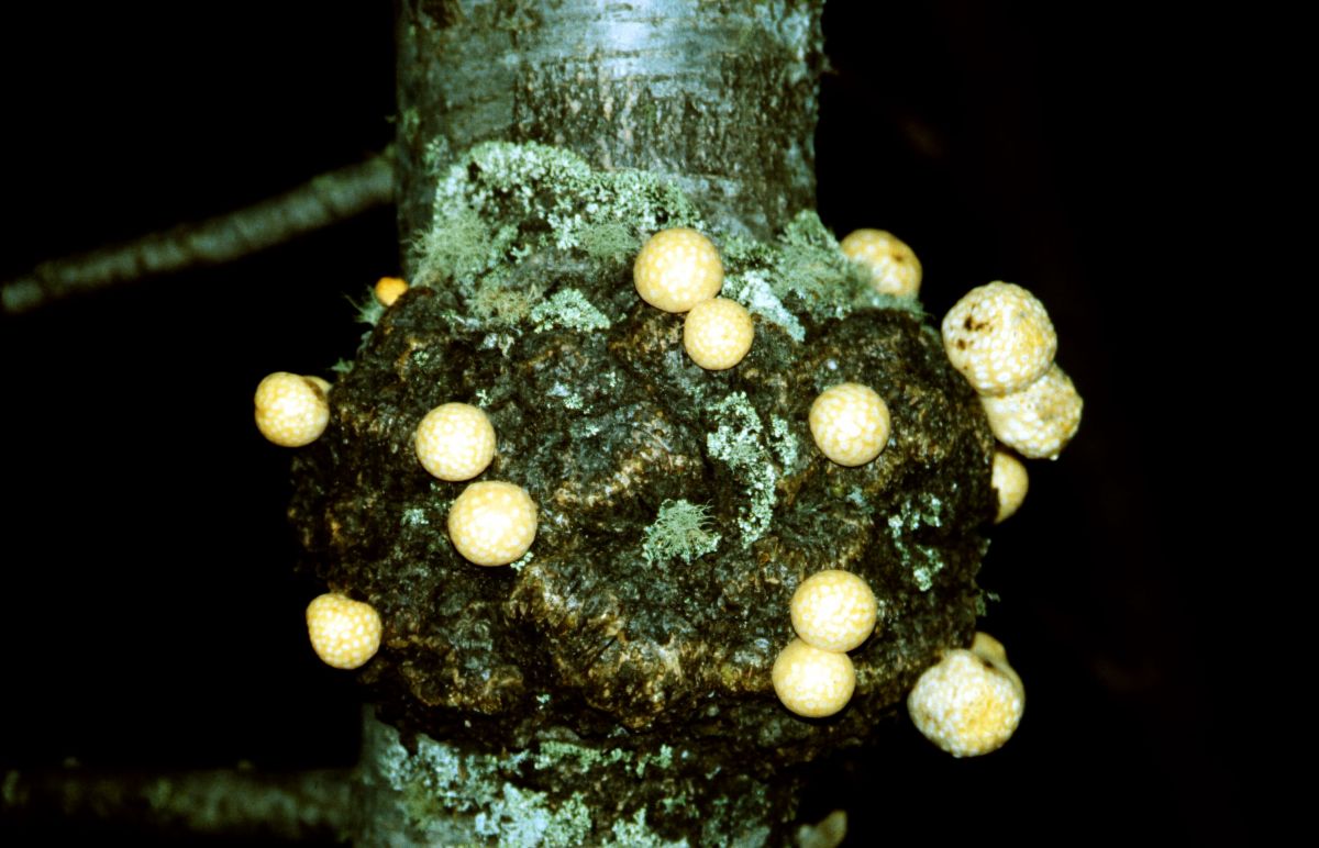 houba na stromě v Valle Del Frances
