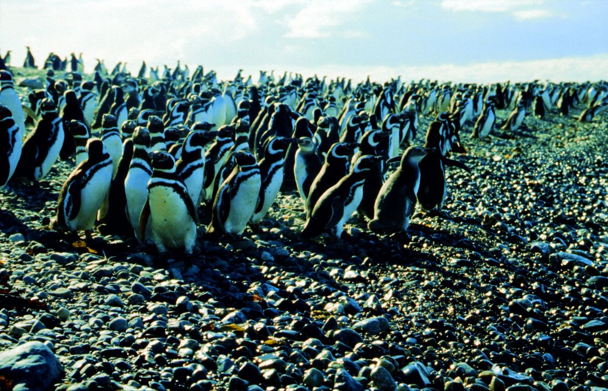Ostrov Magdalena s 80 000 páry tučňáků