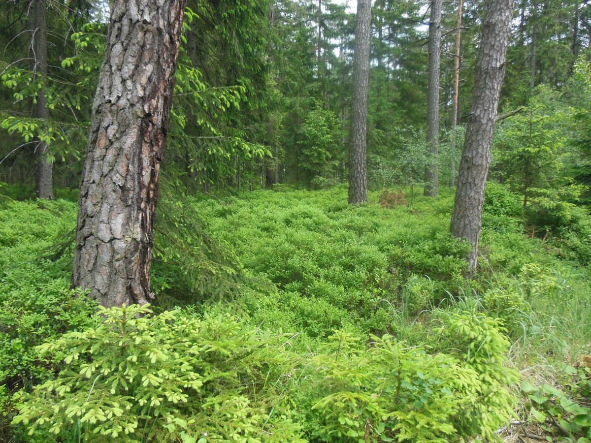 Borovice a borůvky na podmáčené půdě (krajina jako ve finském NP Pallas)