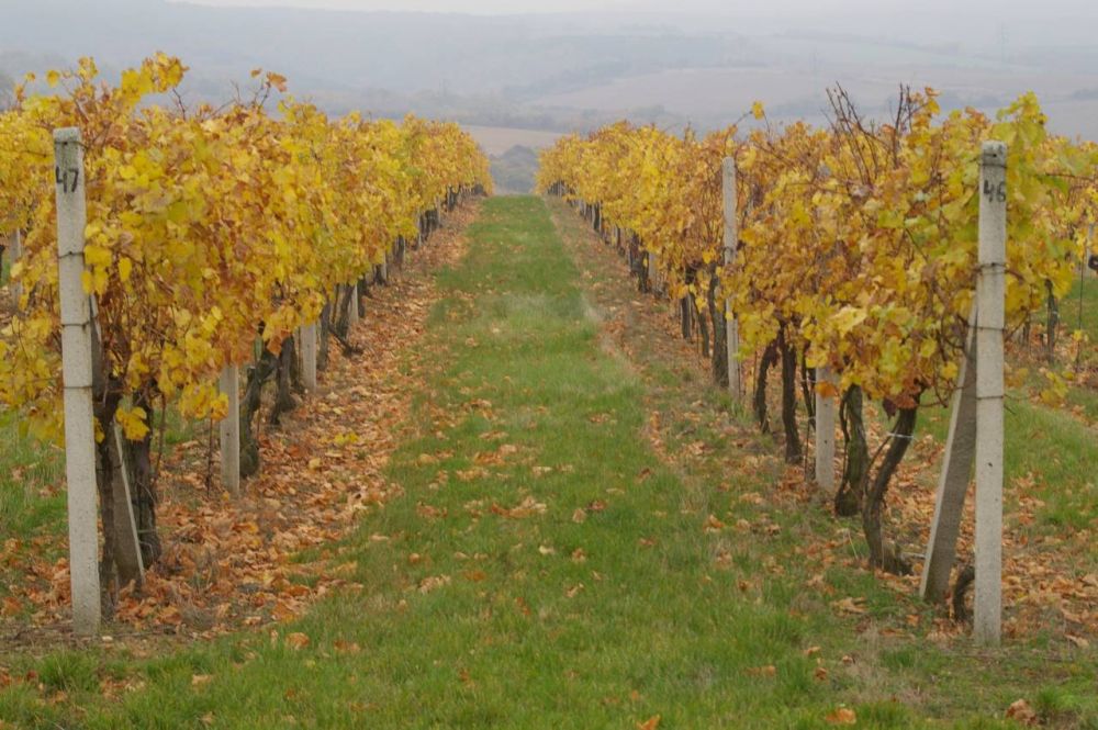 Podzim ve vinici nad Piešťanami