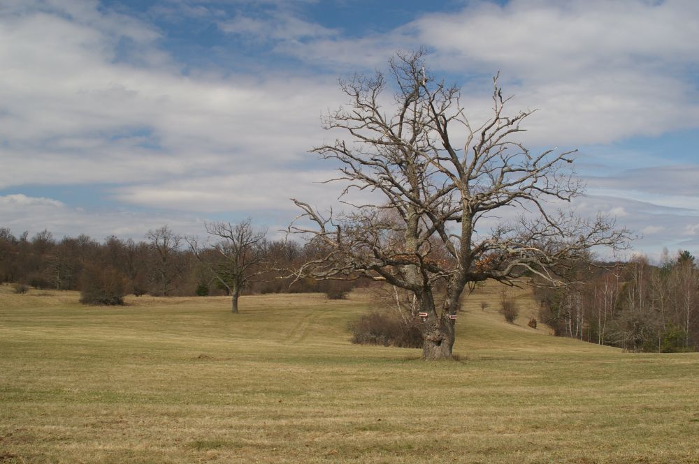 Silická planina