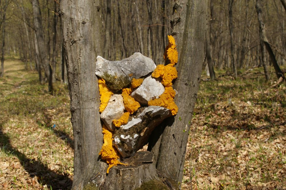 umění v lese na Koniarské planině