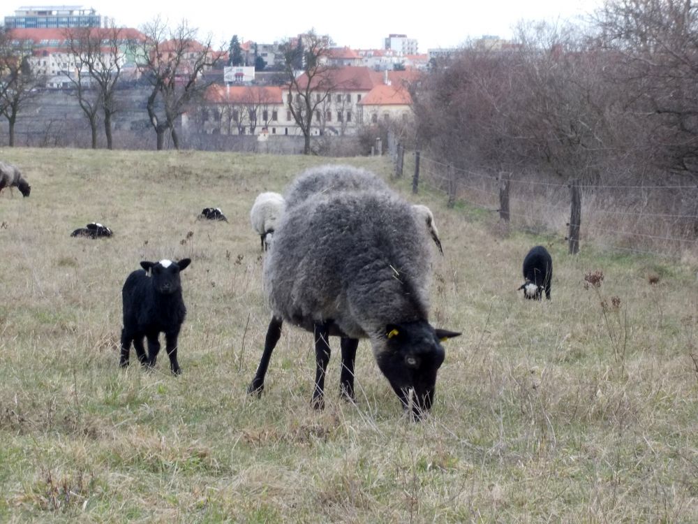 Pasení ovcí na Kraví hoře u Znojma