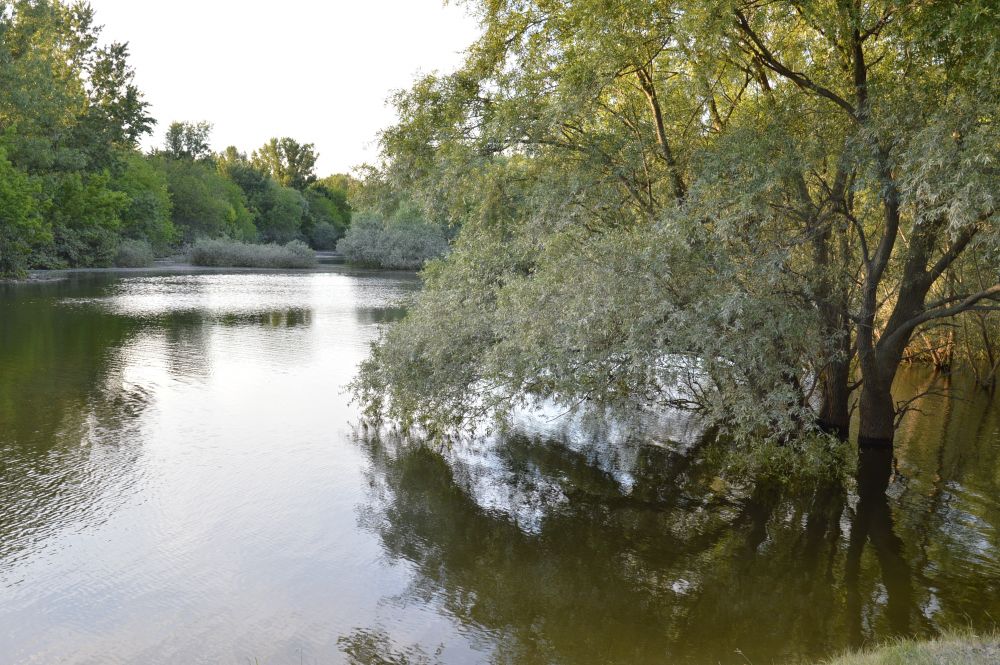 Povodňový lužní les na soutoku Dunaje a Moravy