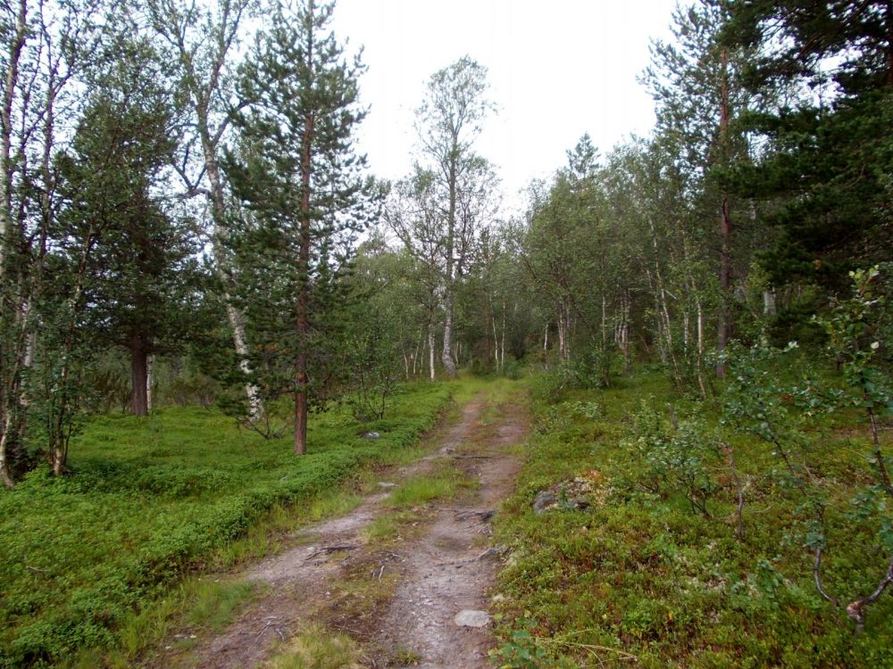 Lesnatá část NP Saltfjellet