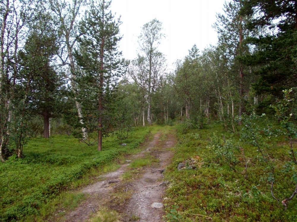 NP Saltfjelellet - po přesunu cca 50 km na jih - opět je zataženo