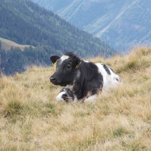 Pohled na  Mont Blanc