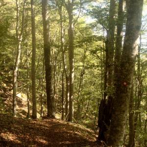 Výstup na hřeben Zelengora od Sutjesky - v pralese