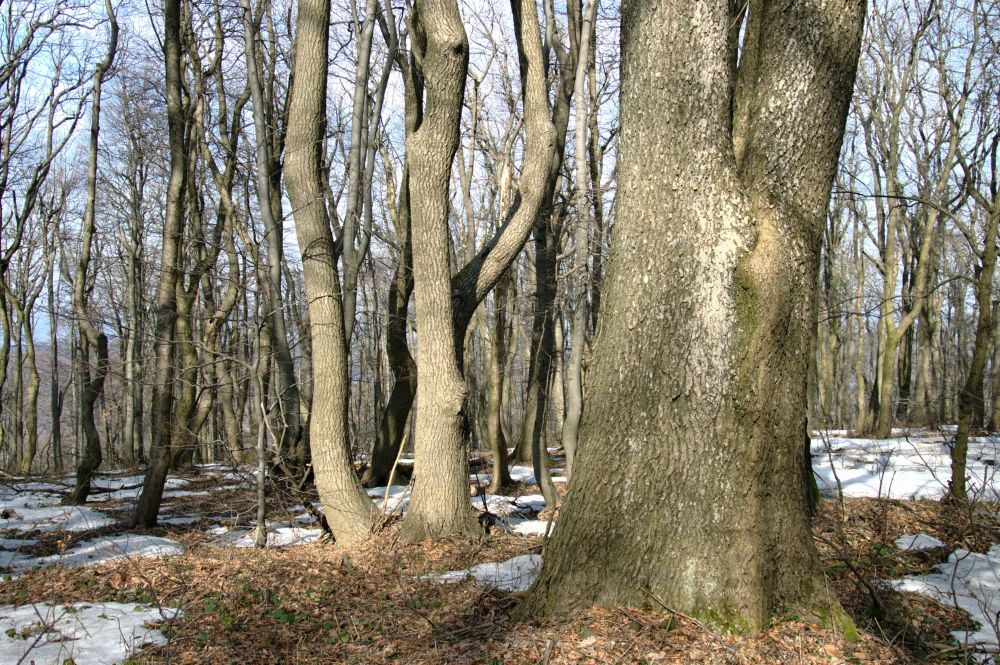 Prales na Velké Javořině