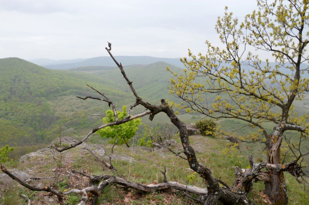 Steblová skaľa