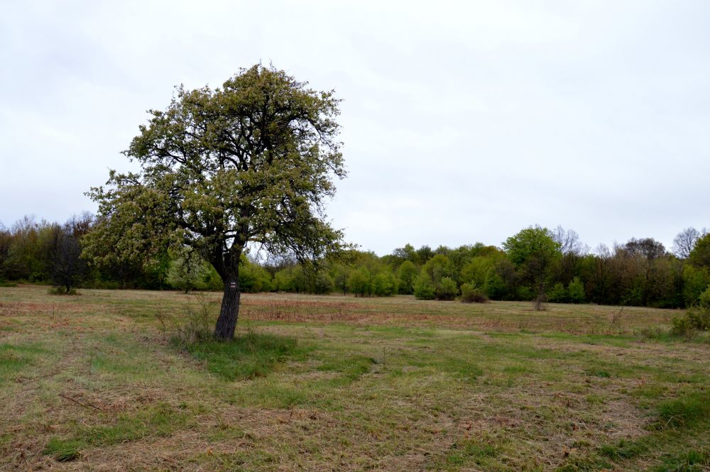 Pohanský hrad - sice na kopci, přesto skoro dokonalá obrovská rovina