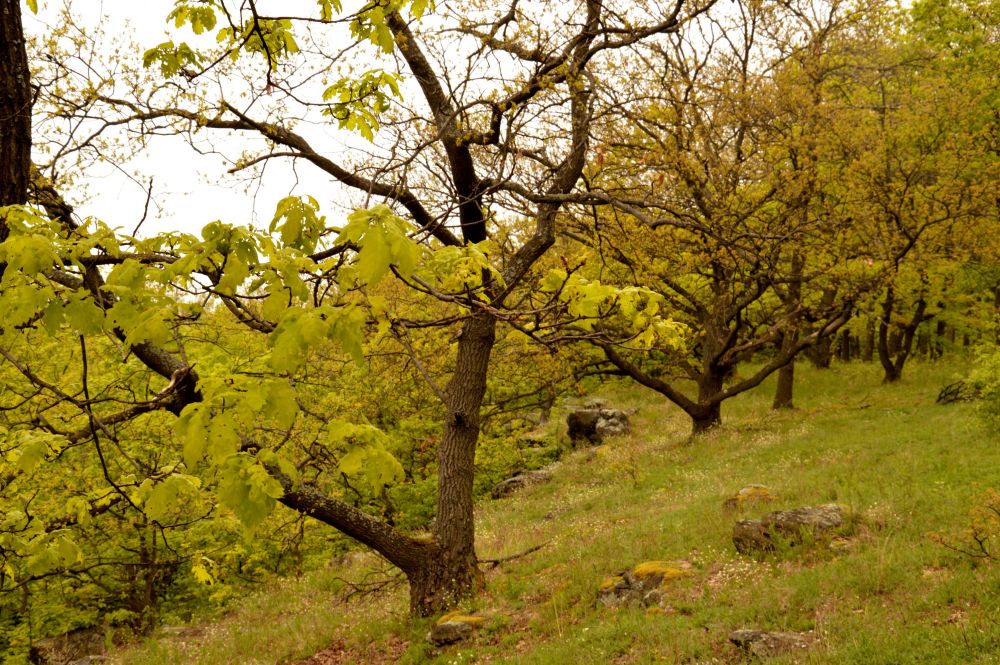 Belinské skály