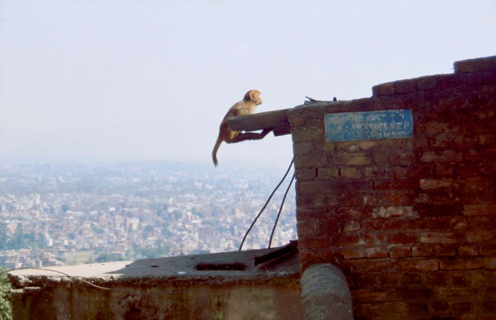 Opice nad Káthmándú
