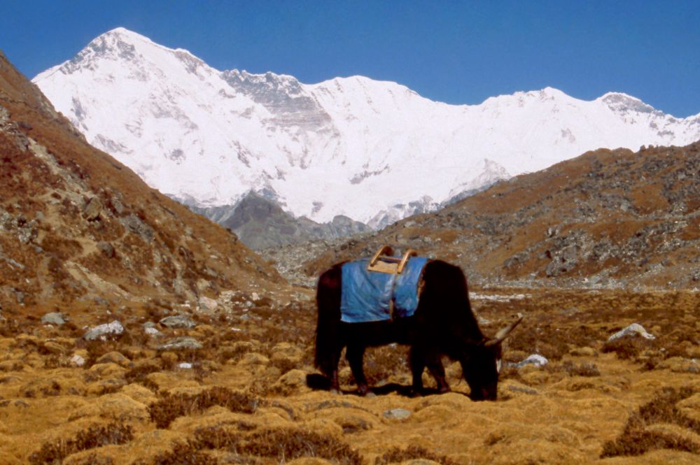 Jak s výhledem na Čo Oju (8 201 m,vlevo)