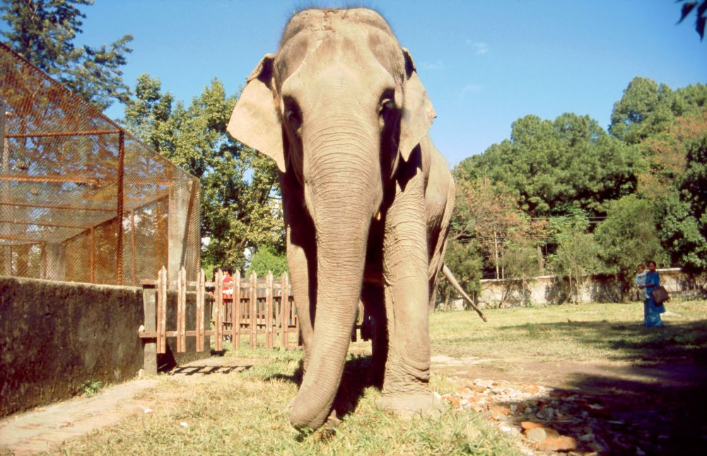 Káthmándú, Patán, slon se prochází po ZOO