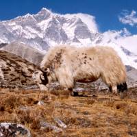 Popis: Jak pod Lhotse