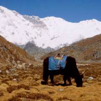 Popis: V osada Gokyo, pasoucí se jak s výhledem na Cho Oyu