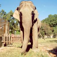 Popis: Káthmándú, Patán, slon se prochází po ZOO