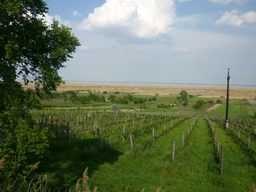 Vinice u jezera, které je hlavní burgenlandskou vinařskou oblastí. Foto KS