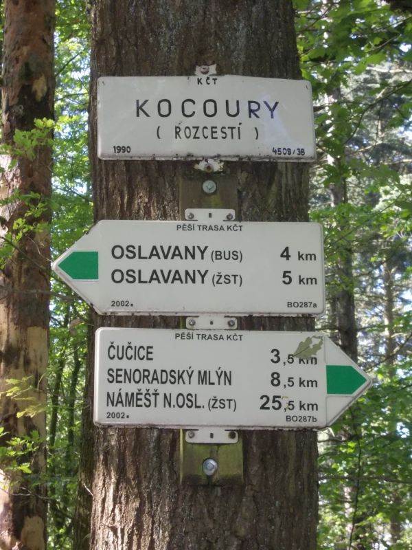 Kocoury