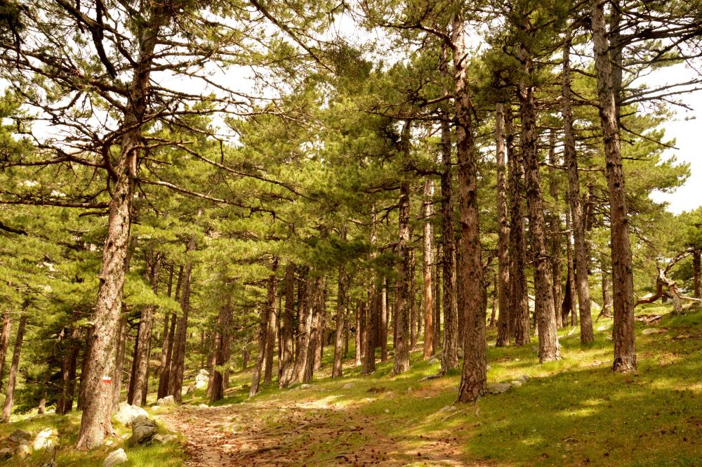 Ve známém sedle Col de Bavella