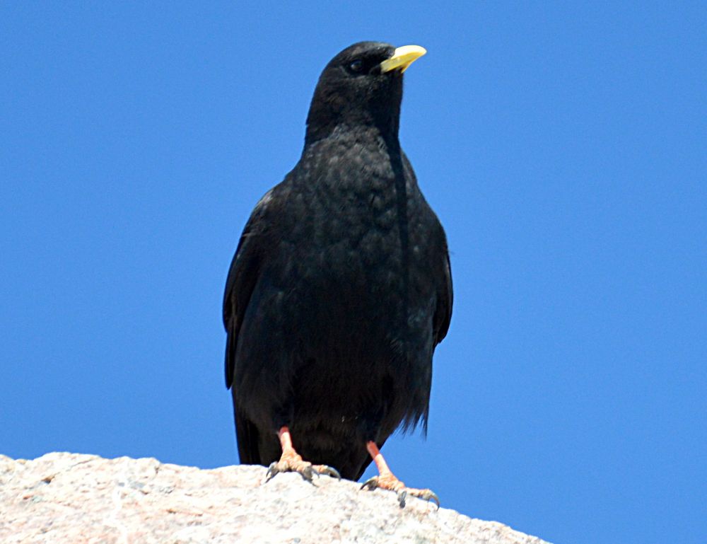 Kavče žlutozodobé na vrcholu Monte Cinto