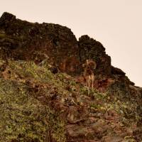 Popis: Muflon (přibližně uprostřed), po poslední době ledové žil právě jen na Korsice a Sardinii