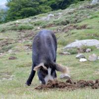 Popis: Prase - divoké či domácí?