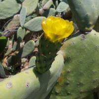 Popis: Kvetoucí sukulent