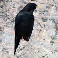 Popis: Kavče žlutozobé na vrcholu Monte Cinto