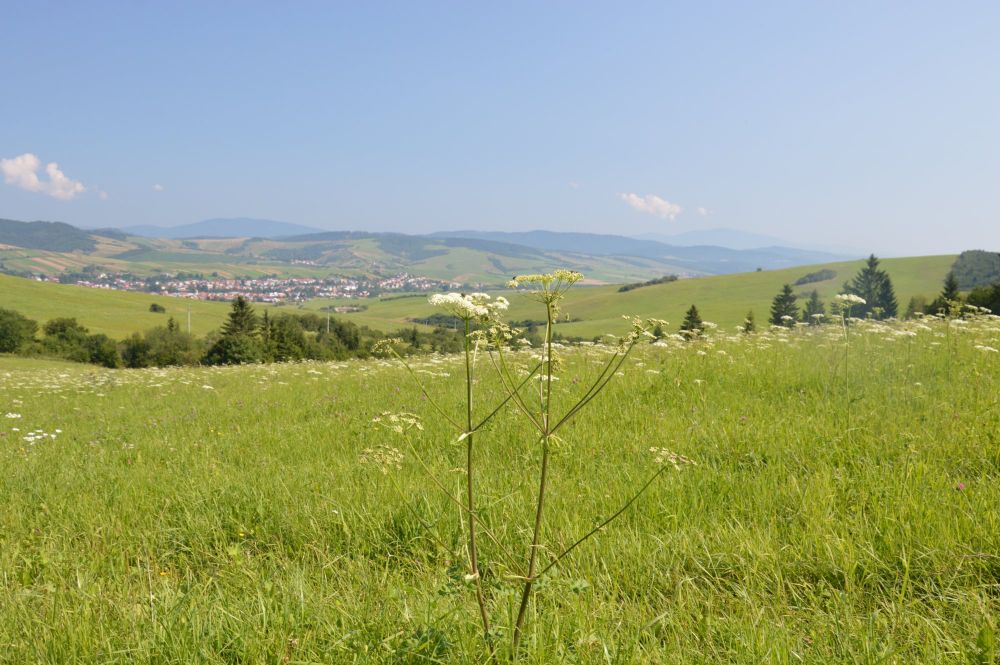 Oravská Magura: Ze sedla Prislop