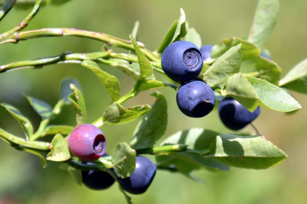 Minčol, nejvyšší vrchol Oravské Magury, plantáže borůvek