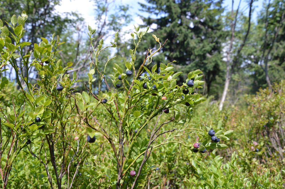 Minčol, nejvyšší vrchol Oravské Magury, plantáže borůvek