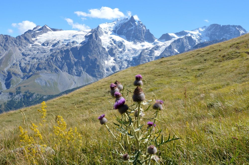 La Meije (3980 m)