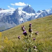Popis: La Meije (3980 m)