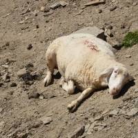 Popis: Ovečka odpočívající