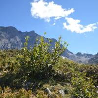 Popis: Nad Chaumette