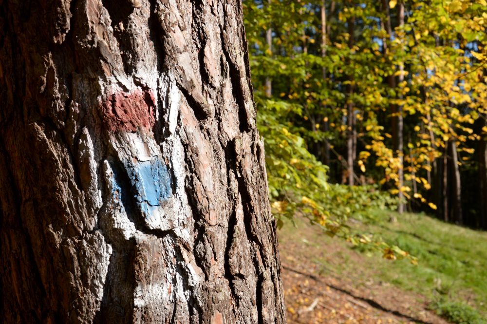 Kohoutovický les - dávné běžecké značky