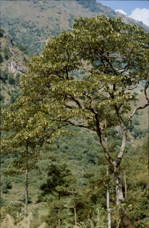 Strom pěnišník (Rhododendron)