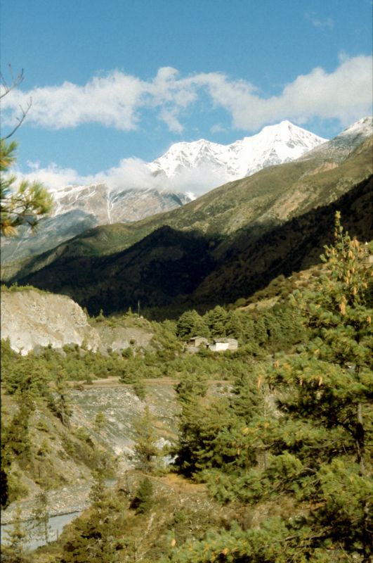 Jehličnatý les, vzadu Chhulu (6580 m)