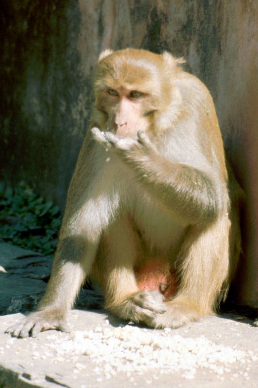 Pašupatináth: opice Makak