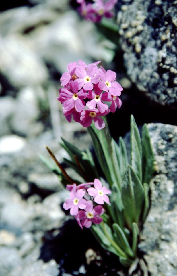 Hoper, kytka (4700 m n.m.)