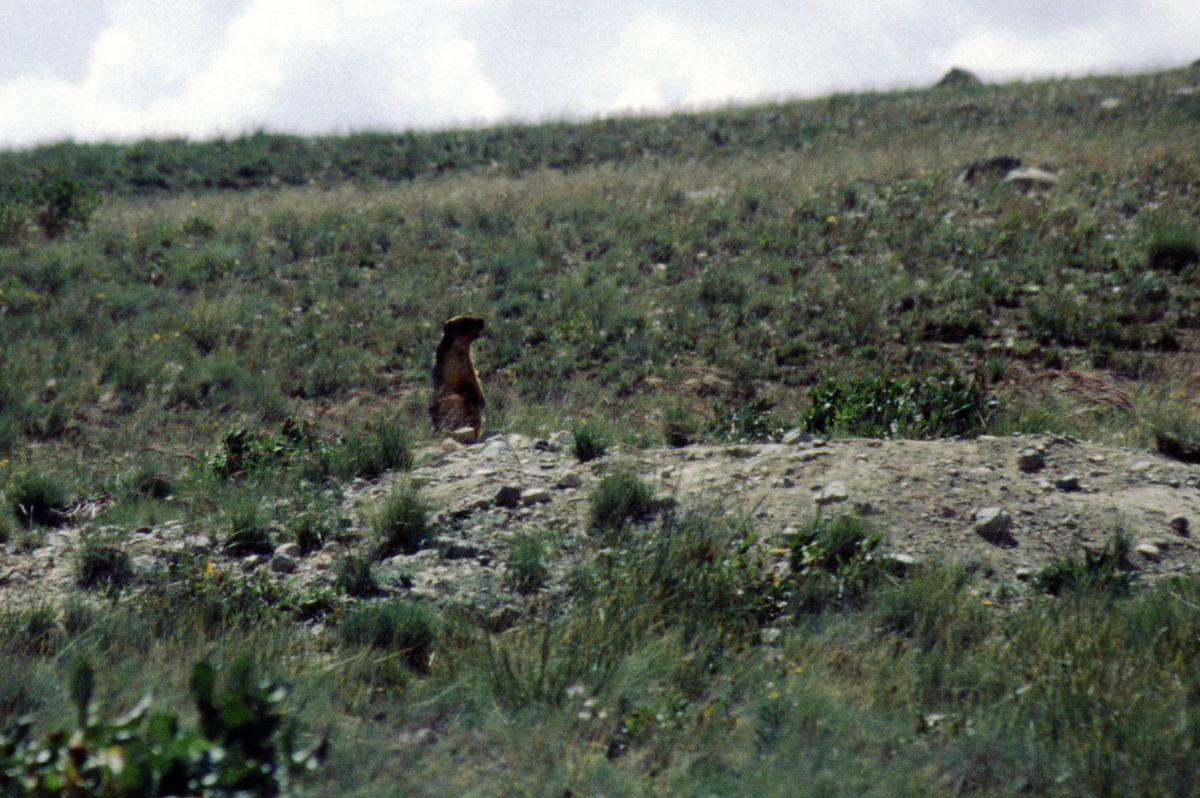 Pláně Deosai Plains, svišť