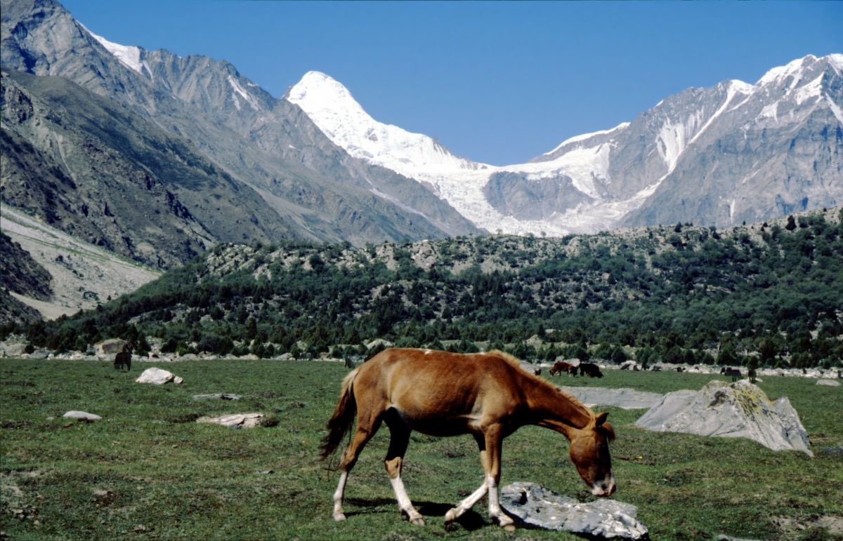 Rupal: Lailli Peak s koněm