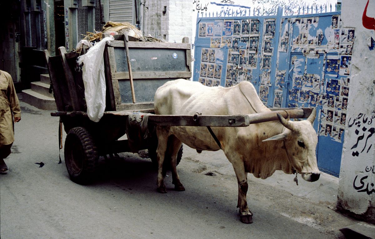 Láhaur, býk s odpadky