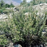 Popis: Hoper, místo Phari Phary, horský rybíz